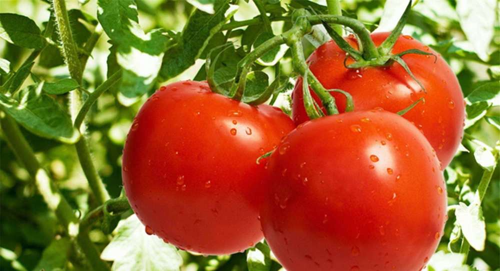 西红柿|为什么现在的西红柿没有小时候的味道了？是种子公司故意的吗？