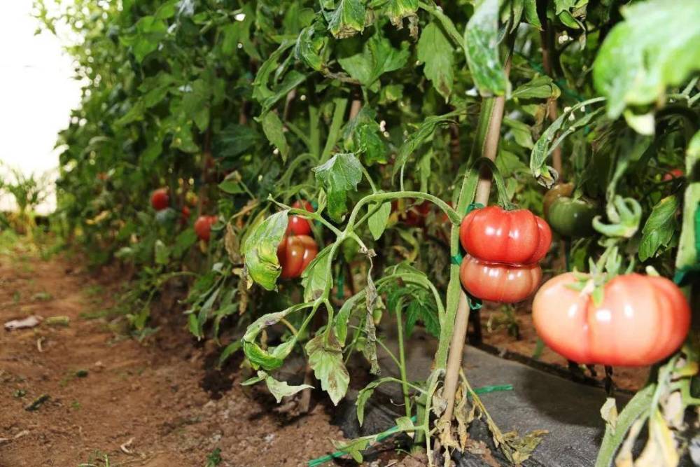 西红柿|为什么现在的西红柿没有小时候的味道了？是种子公司故意的吗？