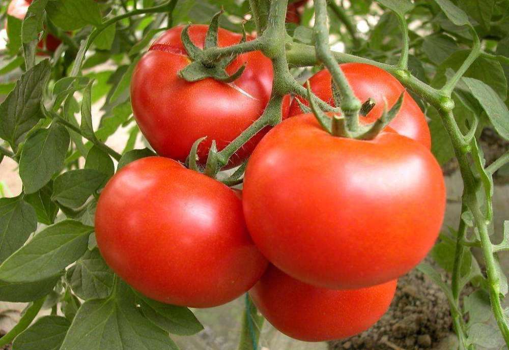 西红柿|为什么现在的西红柿没有小时候的味道了？是种子公司故意的吗？