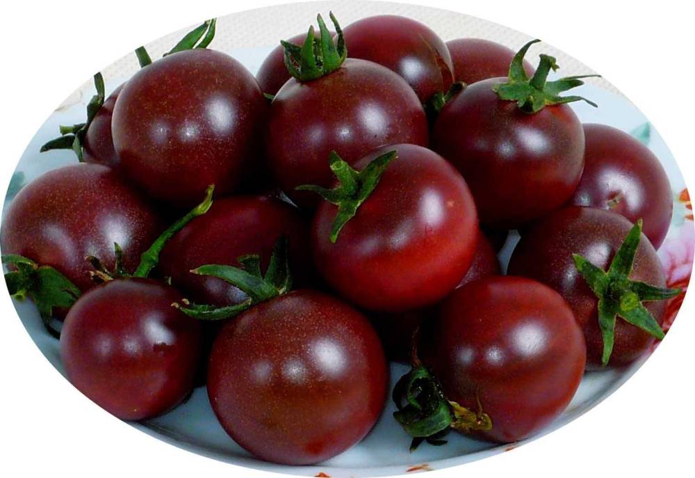 西红柿|为什么现在的西红柿没有小时候的味道了？是种子公司故意的吗？