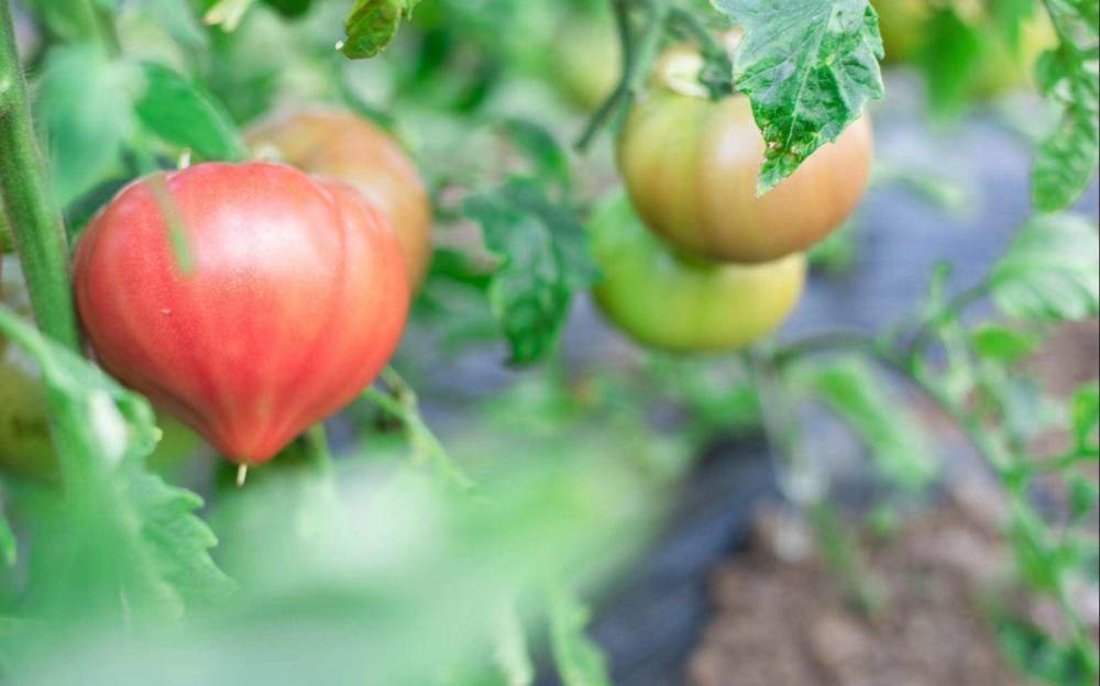 西红柿|为什么现在的西红柿没有小时候的味道了？是种子公司故意的吗？