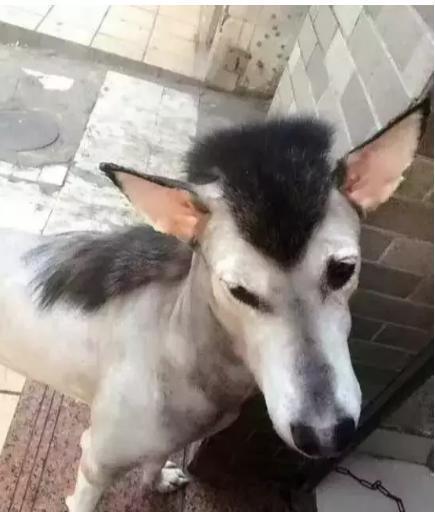 "网友的答案出奇的相似,哈哈哈哈