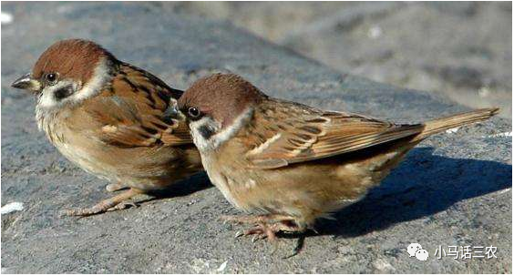 每天糟蹋粮食上千斤 多地泛滥成灾 农民叫苦不迭 损失谁来负责 腾讯新闻