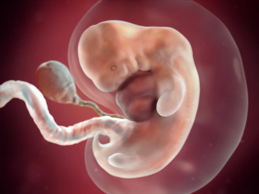 胎儿的 五官会发育得更加精细,鼻子变挺,耳朵成型,口腔轮廓 明显并