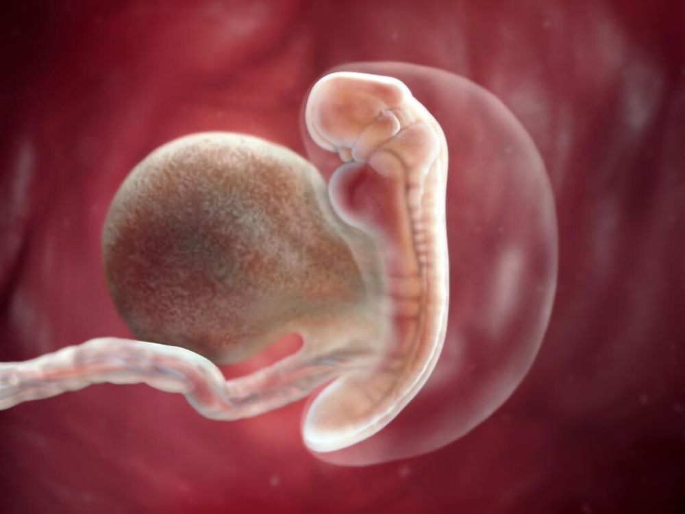 6周胎儿图片真实图片