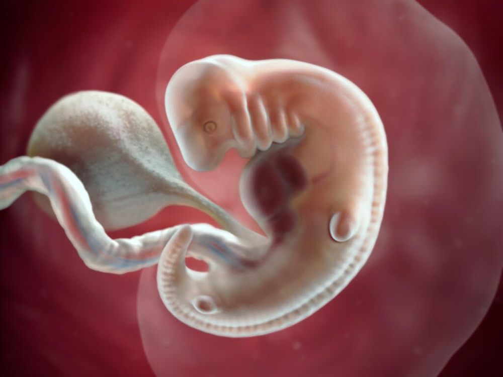 7周的胎儿有多大图片