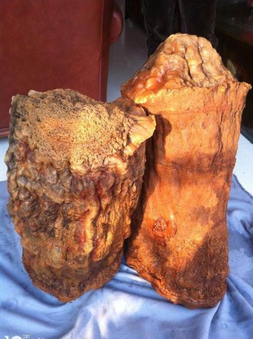 太岁|全国各地发现的“太岁”是什么？专家：目前还在研究，它们违背自然规律