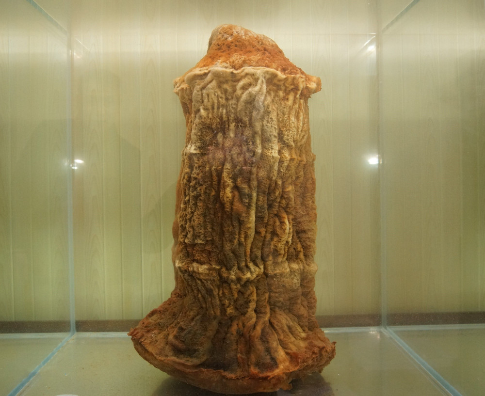 太岁|全国各地发现的“太岁”是什么？专家：目前还在研究，它们违背自然规律