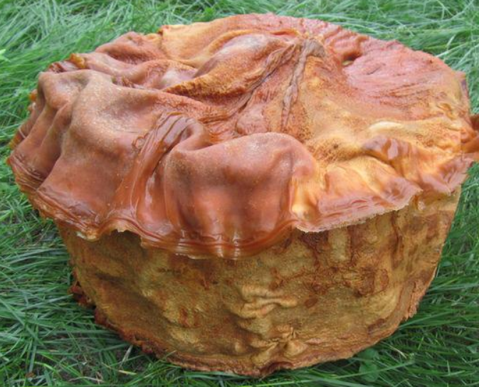 太岁|全国各地发现的“太岁”是什么？专家：目前还在研究，它们违背自然规律