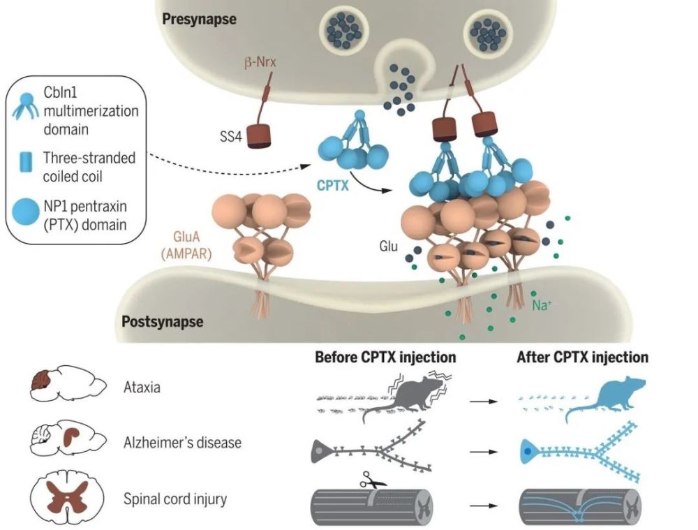 成功修复神经连接,有望治疗神经退行性疾病