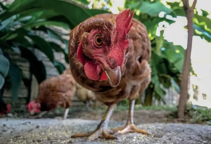 抗生素|超级细菌离我们有多远？全球已拉响警报 ！