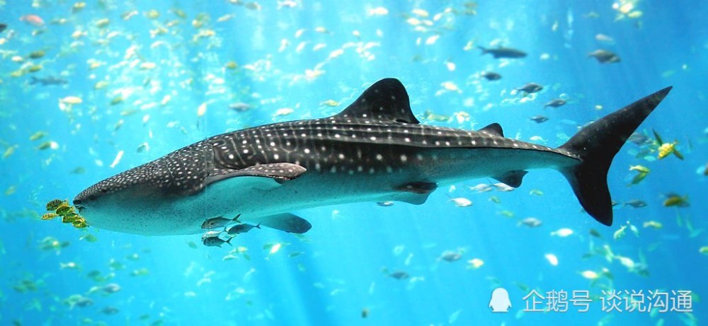 地球|人类为何出现这么晚？或许等待的过程就是真相！