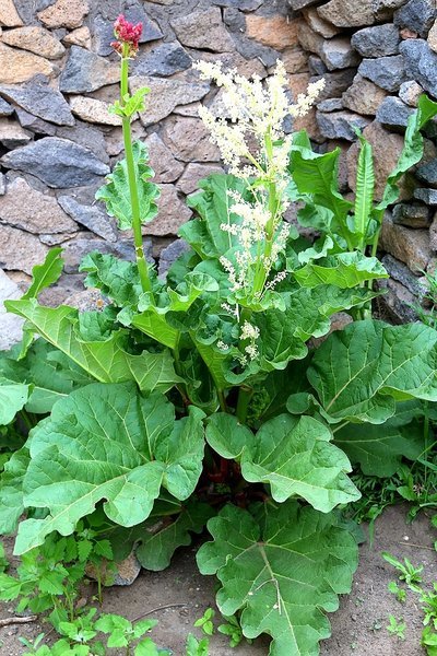 中药的故事--大黄