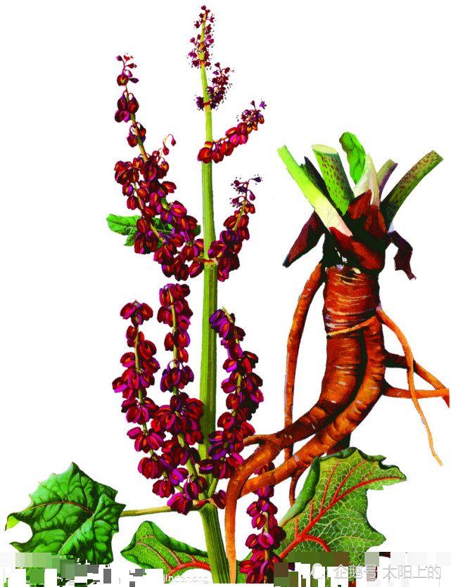 中药的故事--大黄