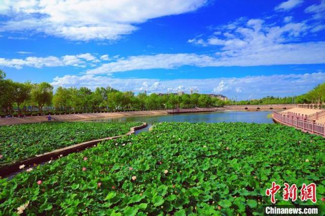 初秋新疆库尔勒白鹭河荷艳鹭舞 如江南水乡美景