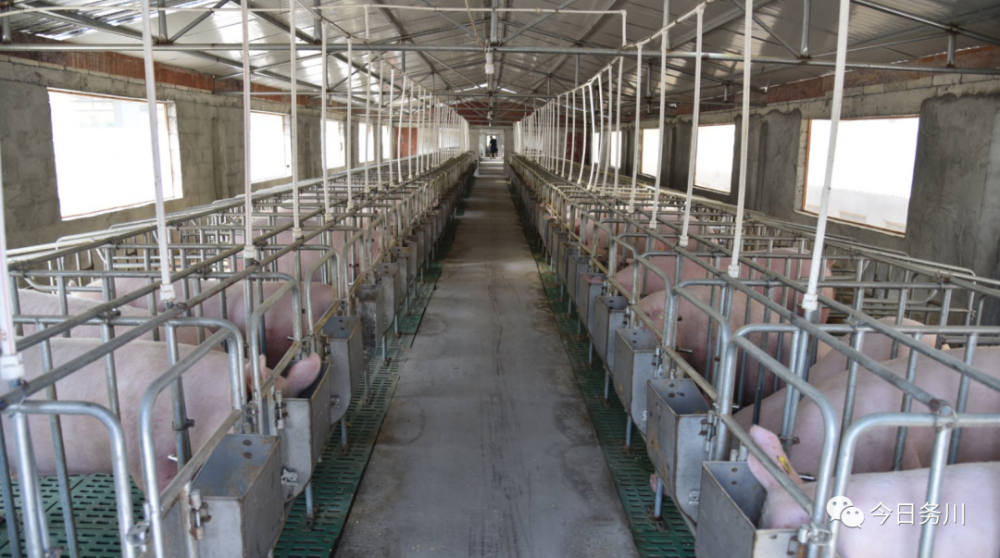 回乡创业路 养猪当大户