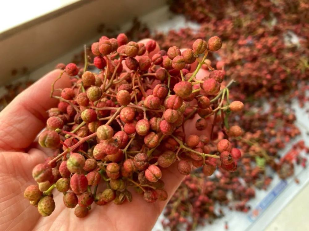 她已经两年没有再给我腌花椒吃了 我也不知道买来能做什么 反正是鬼使