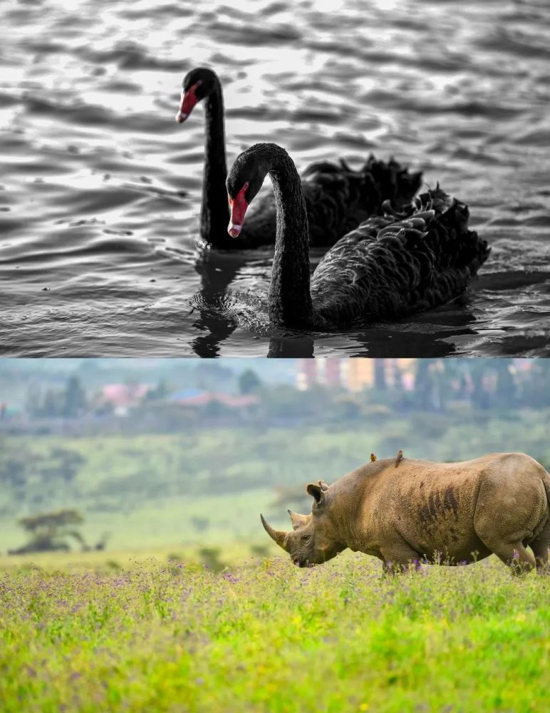 真正毁掉你的不是黑天鹅,而是灰犀牛_腾讯新闻