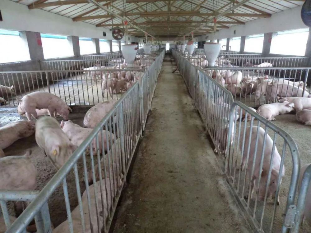 基本农田|养殖场占万亩基本农田：可以整顿散养户，但别过度纵容规模养殖场