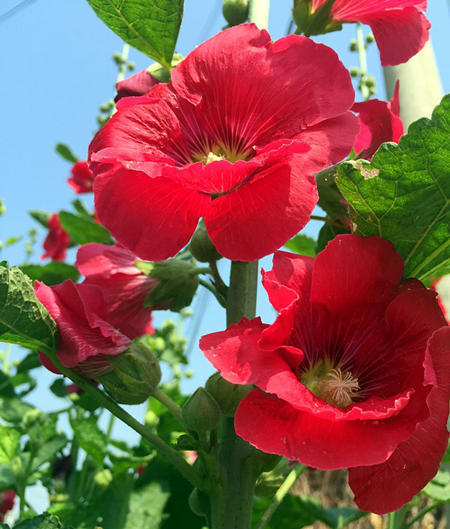 自带数字的花 名字有趣开花更美 家里养几株生动有趣 腾讯新闻