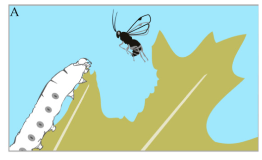 寄生蜂|注射病毒控制别人的脑子，这种动物让受害者甘于给自己养娃