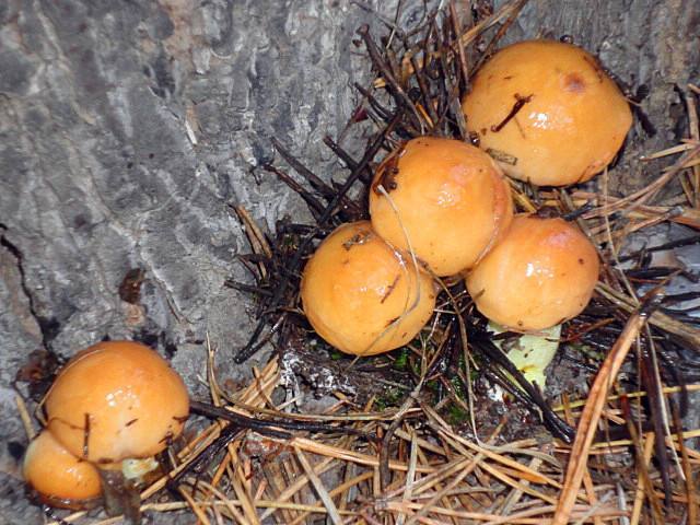 初秋雨後山上蘑菇叢生給大家介紹幾種食用菌