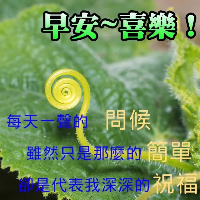 早上好圖片大全溫馨 早上好圖片祝福語