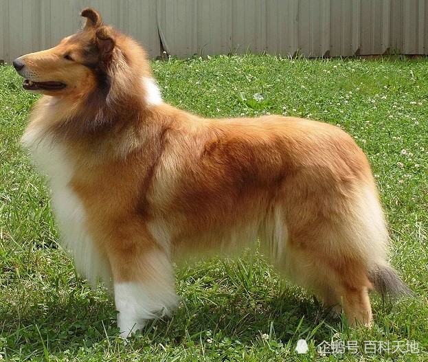 秋季是狗毛发生长的黄金季节,需要科学的护理和均衡的营养补充