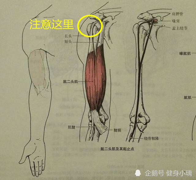 但是當我們知道了肱二頭肌的結構之後會知道這塊肌肉不僅能服務於屈肘