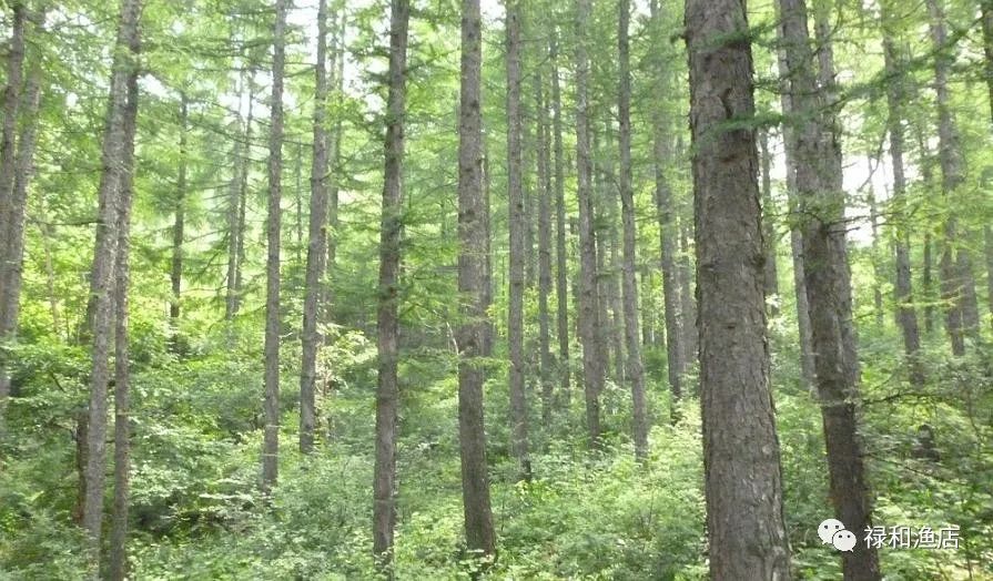 树民|以树之名——《树民》的乡愁四韵