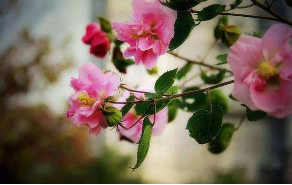 肖水泉|【方志四川 历史文化】肖水泉‖提着诗词逛成都