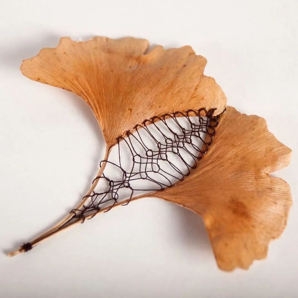 这几片叶子补得有点好看一不小心就成了艺术品