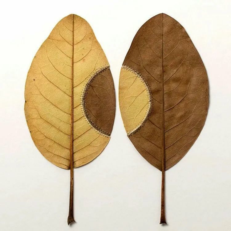 这几片叶子补得有点好看一不小心就成了艺术品