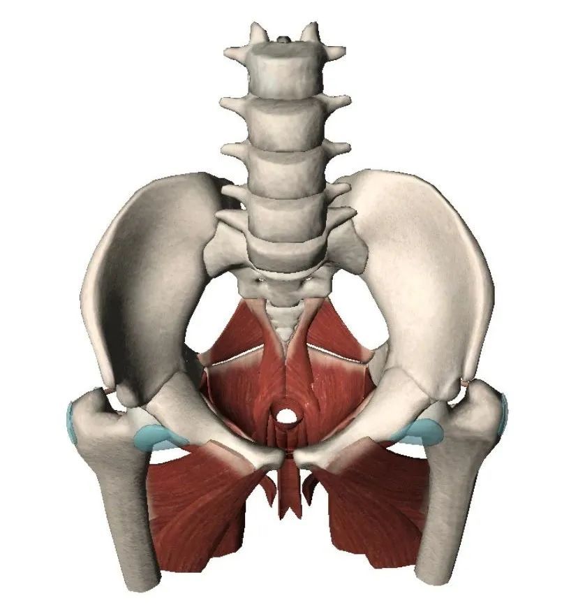 练瑜伽女生一定要多练内收肌真的很重要