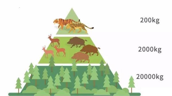 科学家|为什么人类总吃食草动物，很少吃食肉动物？科学家：吃不得