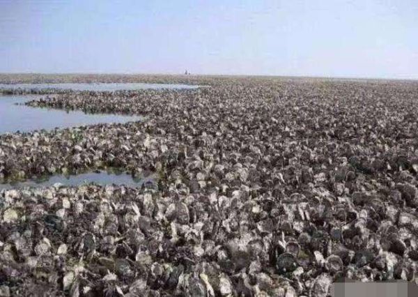 科学家|为什么人类总吃食草动物，很少吃食肉动物？科学家：吃不得