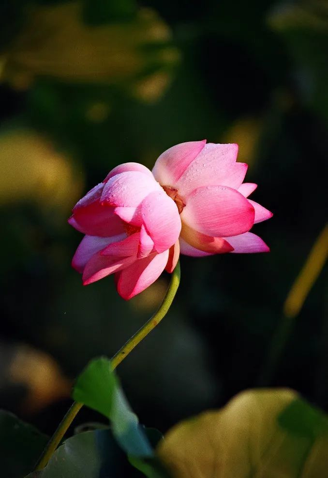 暑去凉来,就以并蒂莲花告别夏天吧