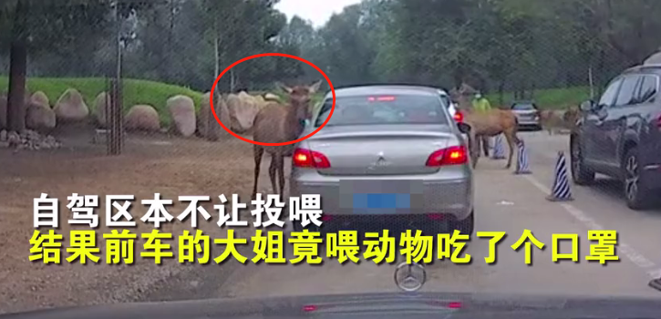 北京野生动物园|野生动物园内游客停车喂食 看清动物吃的东西后网友火冒三丈