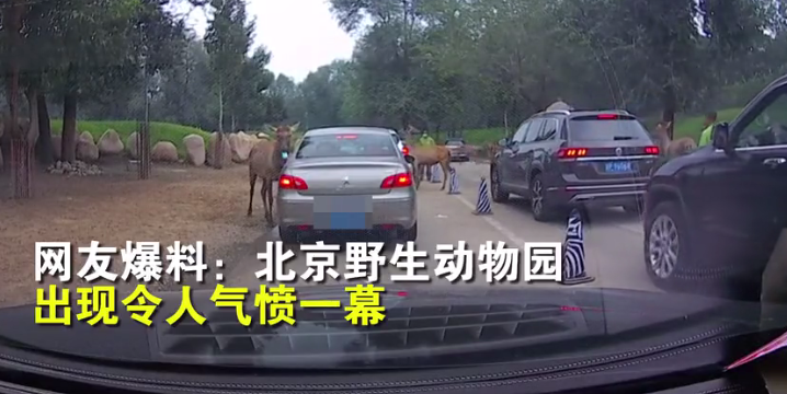 北京野生动物园|野生动物园内游客停车喂食 看清动物吃的东西后网友火冒三丈