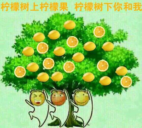 柠檬树上柠檬果,柠檬树下你和我.
