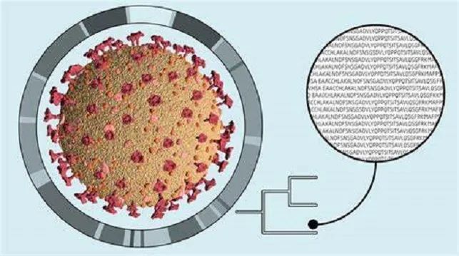 新冠病毒|新冠病毒确认二次感染，新冠疫情最终会演变成另一种普通感冒吗？