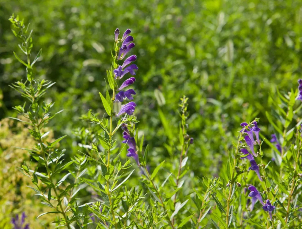 本草纲目故事黄芩善治肺热咳嗽