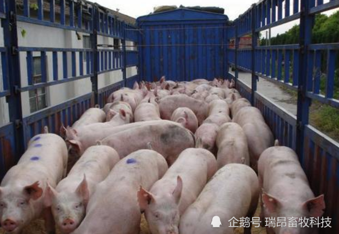 养殖户|养合同猪投入少、风险低、收益稳？真如传说中这么靠谱吗？