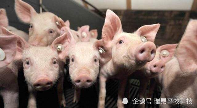 养殖户|养合同猪投入少、风险低、收益稳？真如传说中这么靠谱吗？