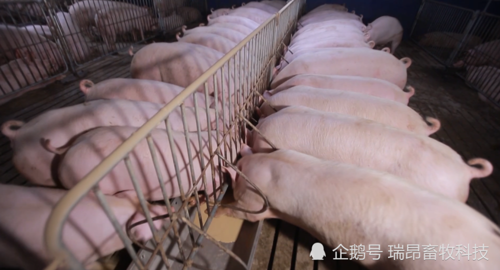 养殖户|养合同猪投入少、风险低、收益稳？真如传说中这么靠谱吗？