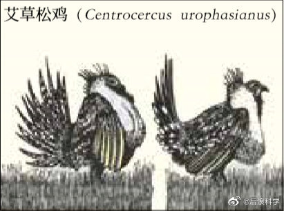 人类灭绝之后|人类灭绝之后：鸟类求偶仪式