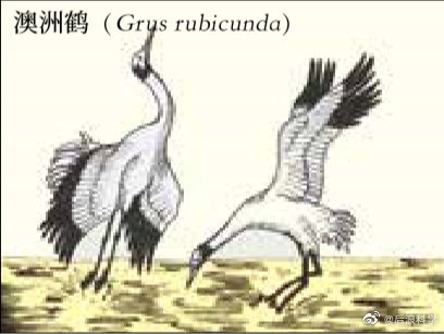 人类灭绝之后|人类灭绝之后：鸟类求偶仪式