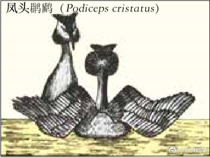 人类灭绝之后|人类灭绝之后：鸟类求偶仪式