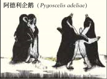 人类灭绝之后|人类灭绝之后：鸟类求偶仪式