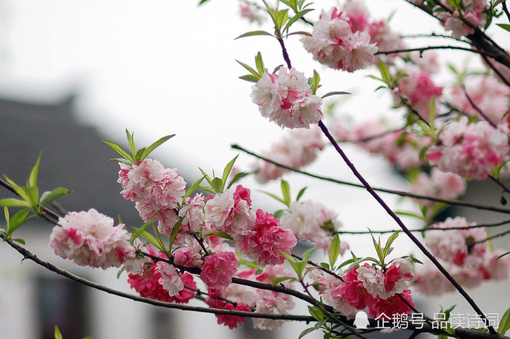 黄庭坚|黄庭坚一首比较冷门的诗，但是同样写得很美，值得我们一读再读
